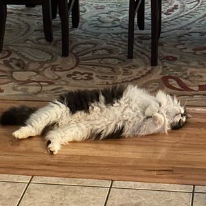 Meet your Posher, Hayden